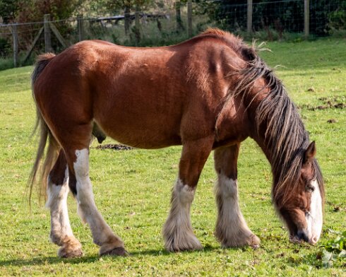Clydesdale-Horse-2023-10-03-2