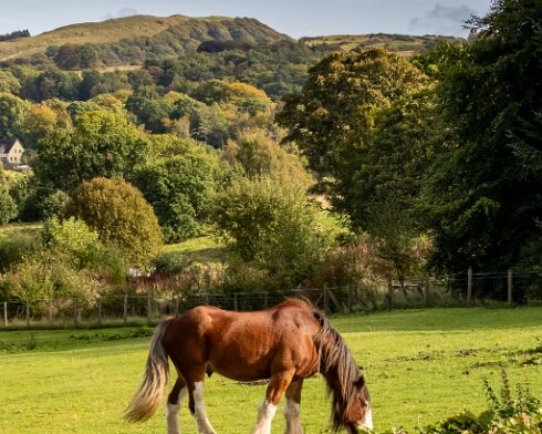 Clydesdale-Horse-2023-10-03-3