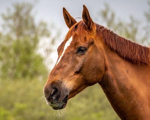 Horses-2021-05-12-1