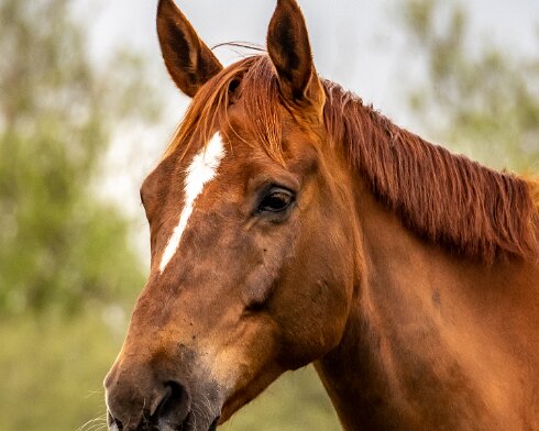 Horses-2021-05-12-2