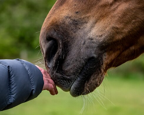 Horses-2021-05-12-3