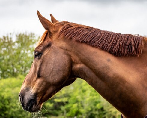 Horses-2021-05-12-4