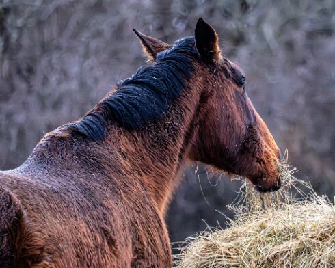 Horses-2026-02-08-1