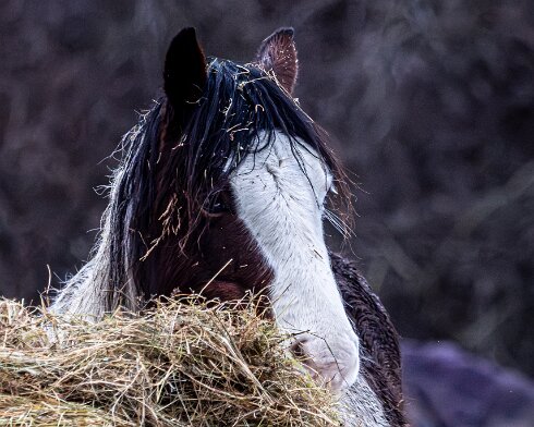 Horses-2026-02-08-4