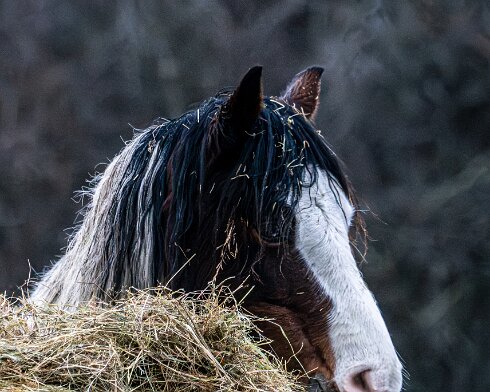 Horses-2026-02-08-5