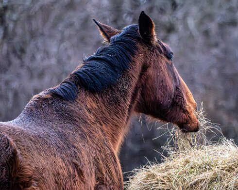 Horses-2026-02-08-6