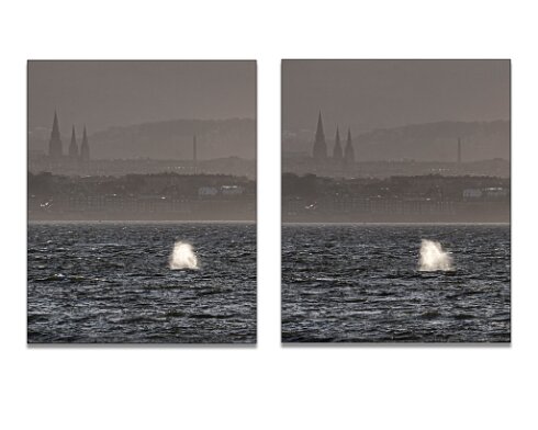 Humpback-Whale-2026-01-14-2
