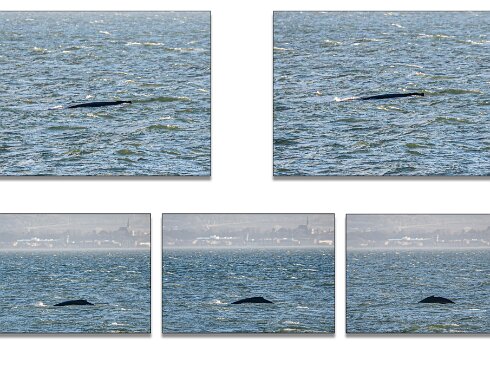 Humpback-Whale-2026-01-14-4