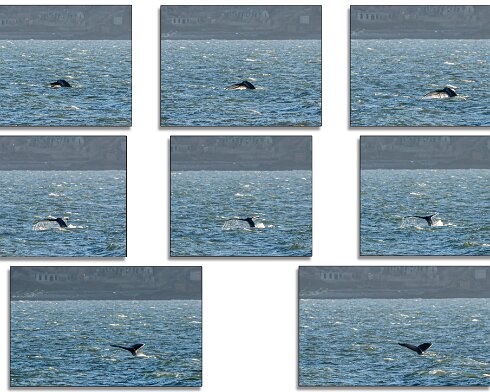 Humpback-Whale-2026-01-14-5