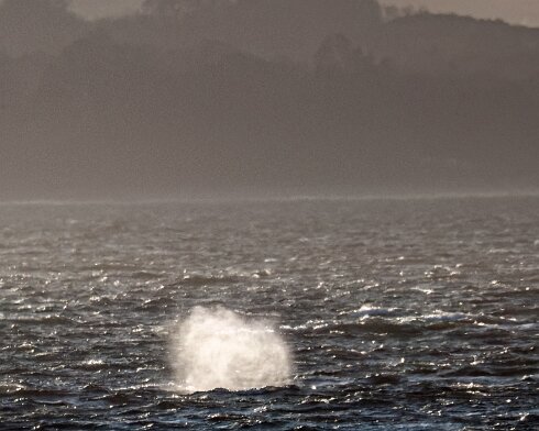 Humpback-Whale-2026-01-14-7