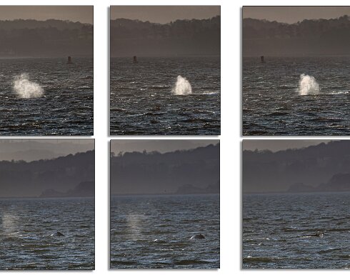 Humpback-Whale-2026-01-14-8