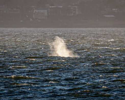 Humpback-Whale-2026-01-14-9