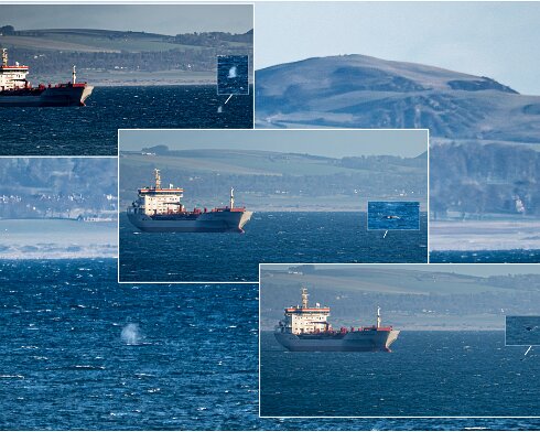 Humpback-Whale-2026-01-15