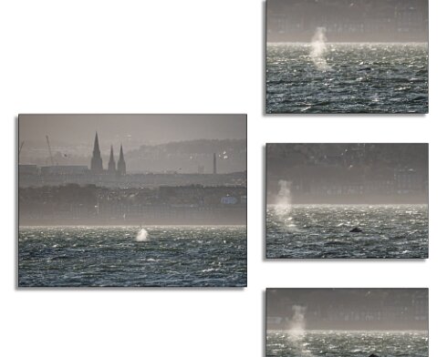 Humpback-Whale-2026-01-14-1
