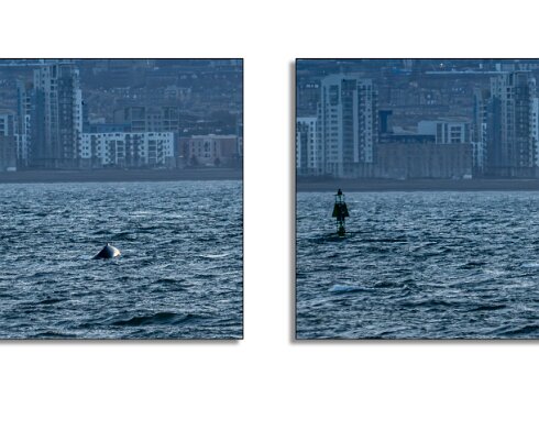 Humpback-Whale-2026-01-14-10