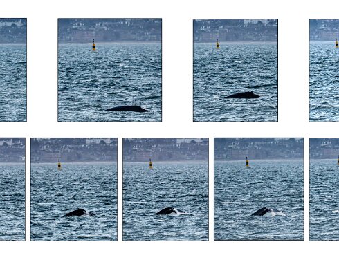 Humpback-Whale-2026-01-14-11