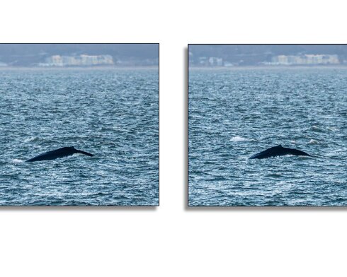 Humpback-Whale-2026-01-14-12