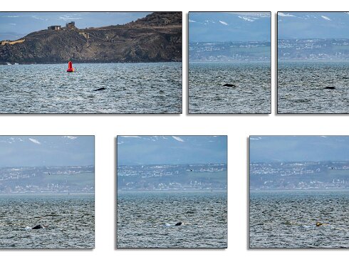 Humpback-Whale-2026-01-14-14