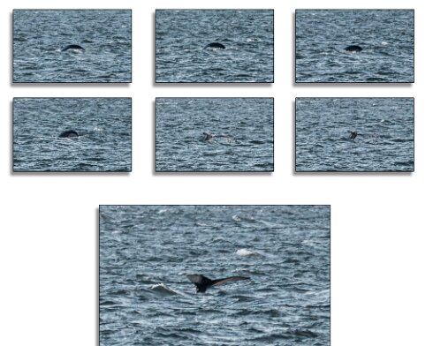 Humpback-Whale-2026-01-14-15