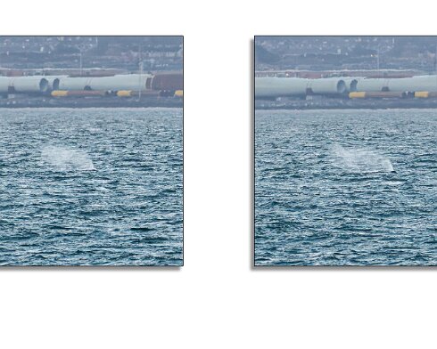 Humpback-Whale-2026-01-14-16