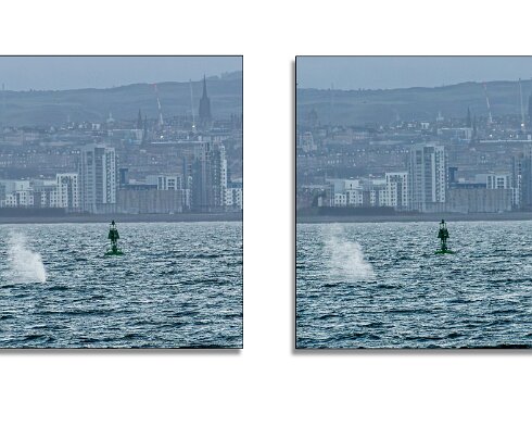 Humpback-Whale-2026-01-14-17