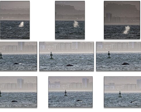 Humpback-Whale-2026-01-14-3