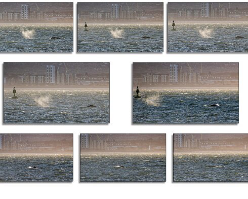 Humpback-Whale-2026-01-14-6