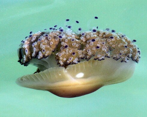 Jelly-Fish-2012-10-23