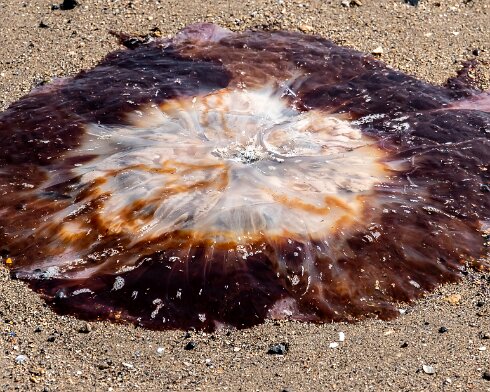 Jelly-Fish-2021-07-23