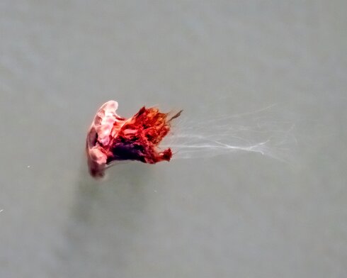 Lions-Mane-Jellyfish-2022-08-11-11
