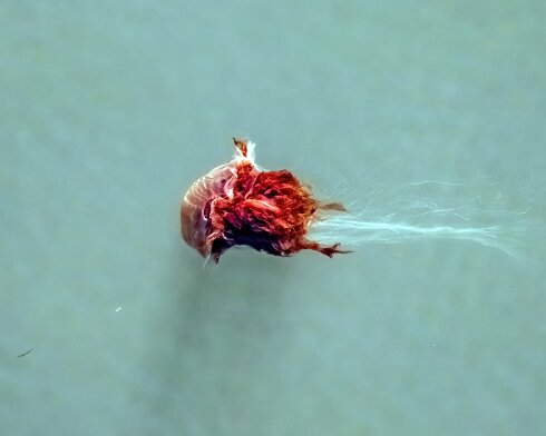 Lions-Mane-Jellyfish-2022-08-11-12