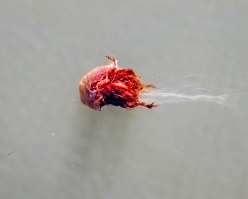 Lions-Mane-Jellyfish-2022-08-11-13