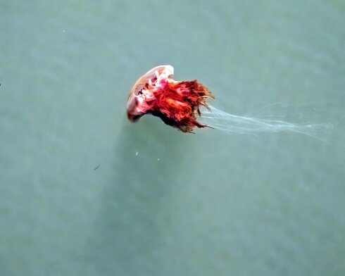 Lions-Mane-Jellyfish-2022-08-11-15