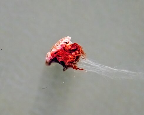 Lions-Mane-Jellyfish-2022-08-11-4
