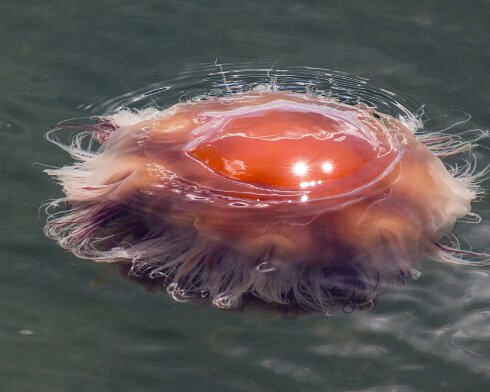 Jelly-Fish-2014-07-09