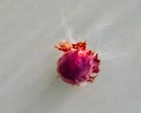 Lions-Mane-Jellyfish-2022-08-11-1