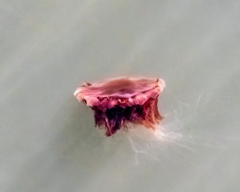 Lions-Mane-Jellyfish-2022-08-11-10