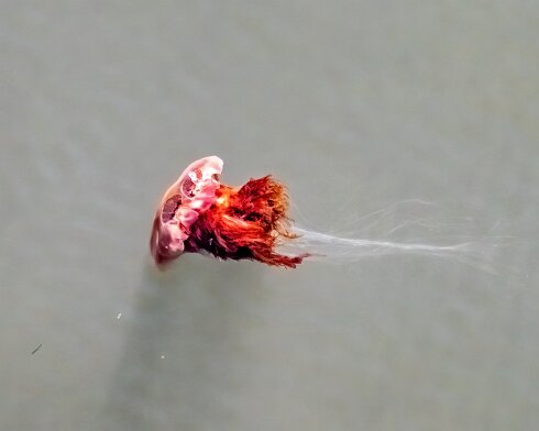 Lions-Mane-Jellyfish-2022-08-11-14