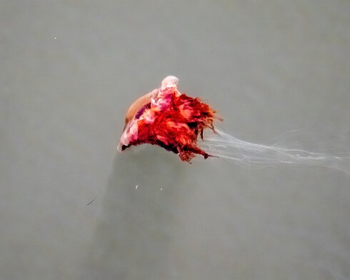 Lions-Mane-Jellyfish-2022-08-11-2