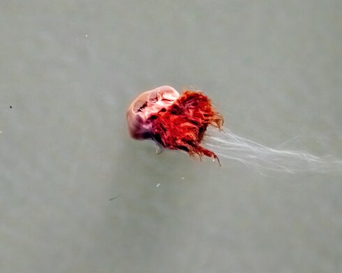 Lions-Mane-Jellyfish-2022-08-11-3