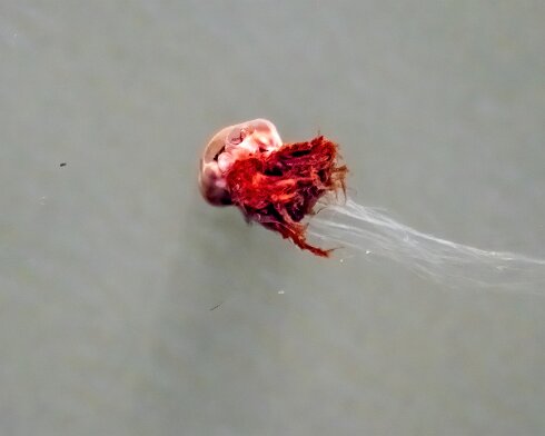 Lions-Mane-Jellyfish-2022-08-11-6