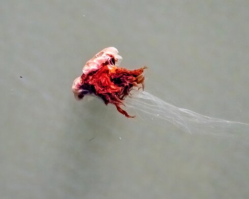 Lions-Mane-Jellyfish-2022-08-11-7