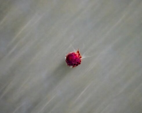 Lions-Mane-Jellyfish-2022-08-11-8