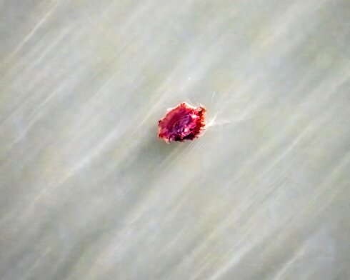 Lions-Mane-Jellyfish-2022-08-11-9