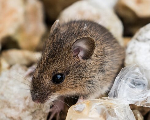 Mouse-4