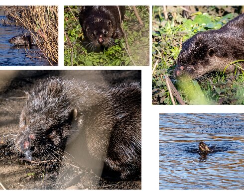 Otter-River-Almond-2023-03-31
