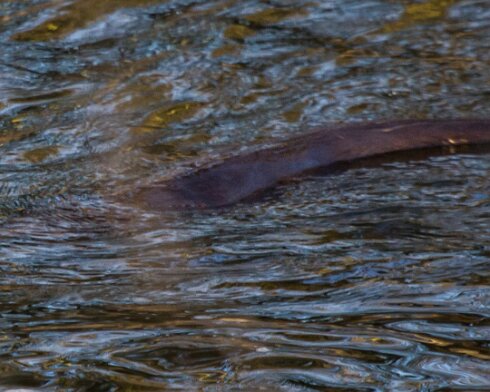 Otter-River-Leven-2014-03-03