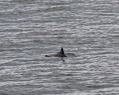 Porpoise-2026-05-02-1