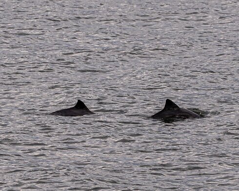 Porpoise-2026-05-02-10