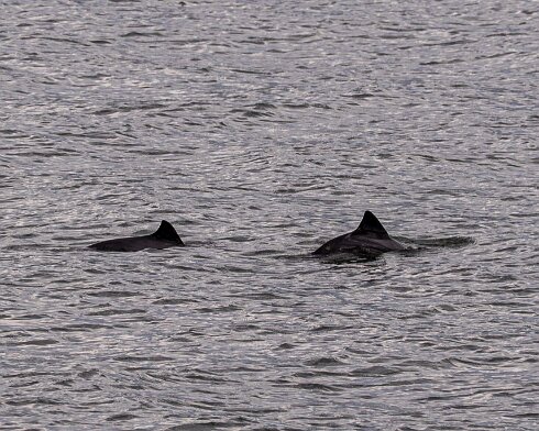 Porpoise-2026-05-02-2